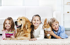 A1 Carpet Cleaning Specialists - Carpet Cleaning